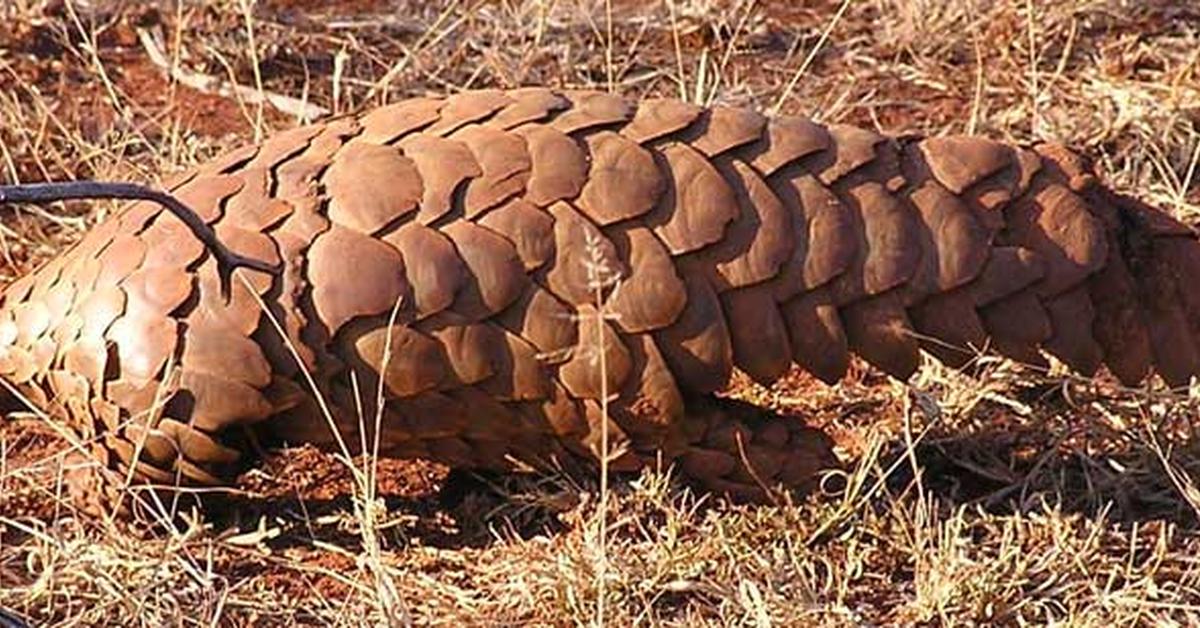 Pictures of Pangolin