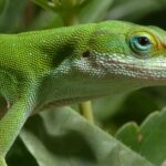 Pictures of Green Anole