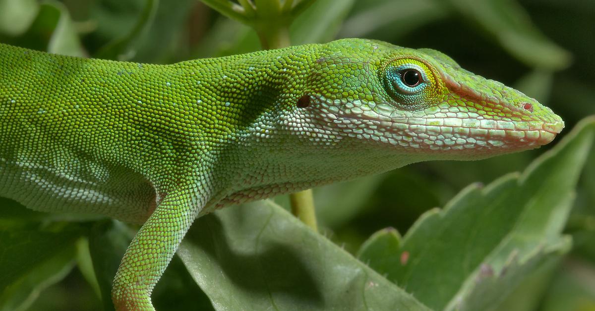 Pictures of Green Anole