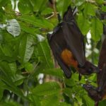 Pictures of Golden-Crowned Flying Fox