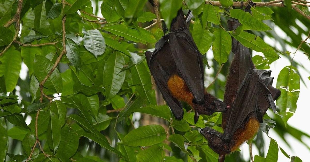 Pictures of Golden-Crowned Flying Fox