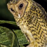 Pictures of Golden Masked Owl