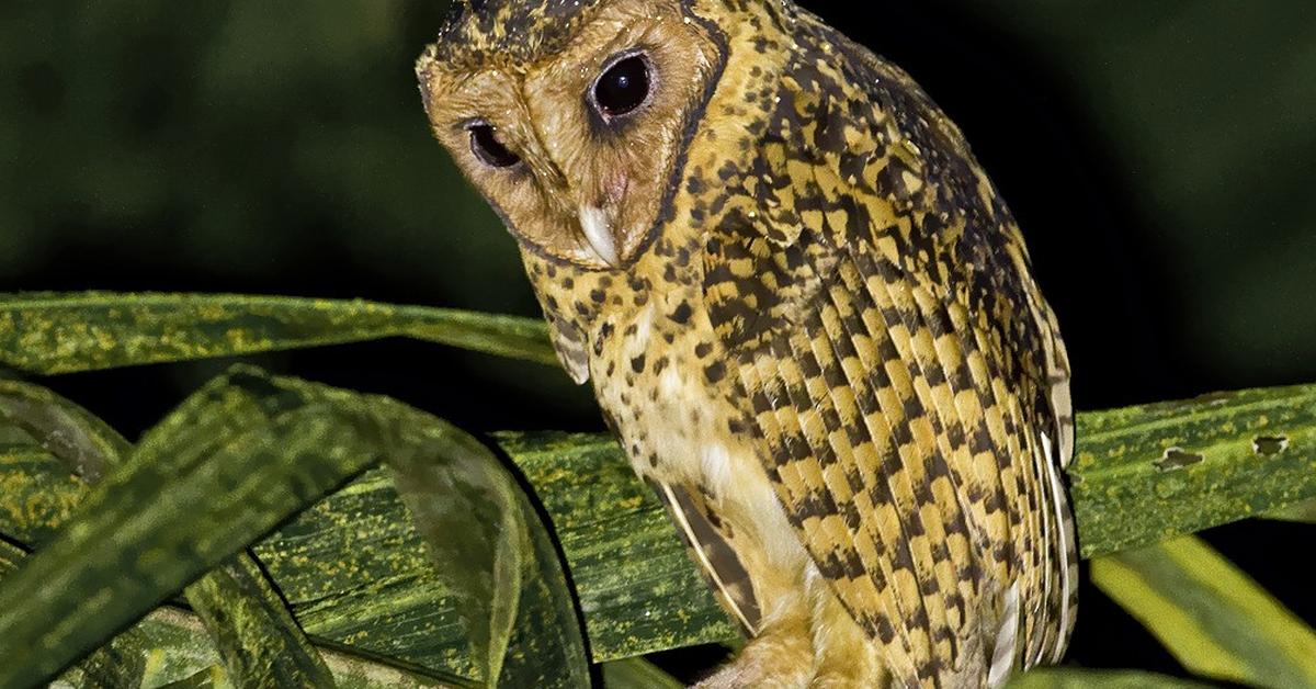 Pictures of Golden Masked Owl