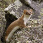 Pictures of Ermine