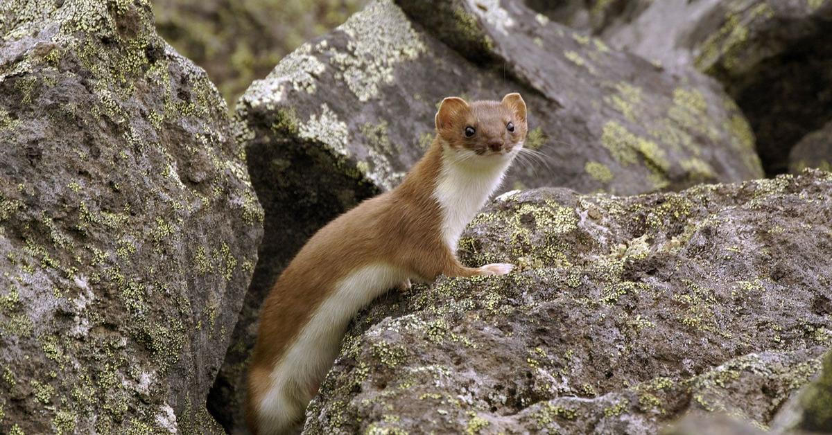 Pictures of Ermine