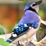 Pictures of Blue Jay