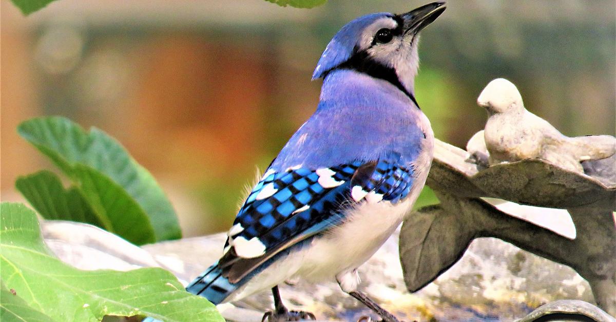 Pictures of Blue Jay