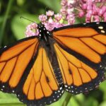 Pictures of Monarch Butterfly