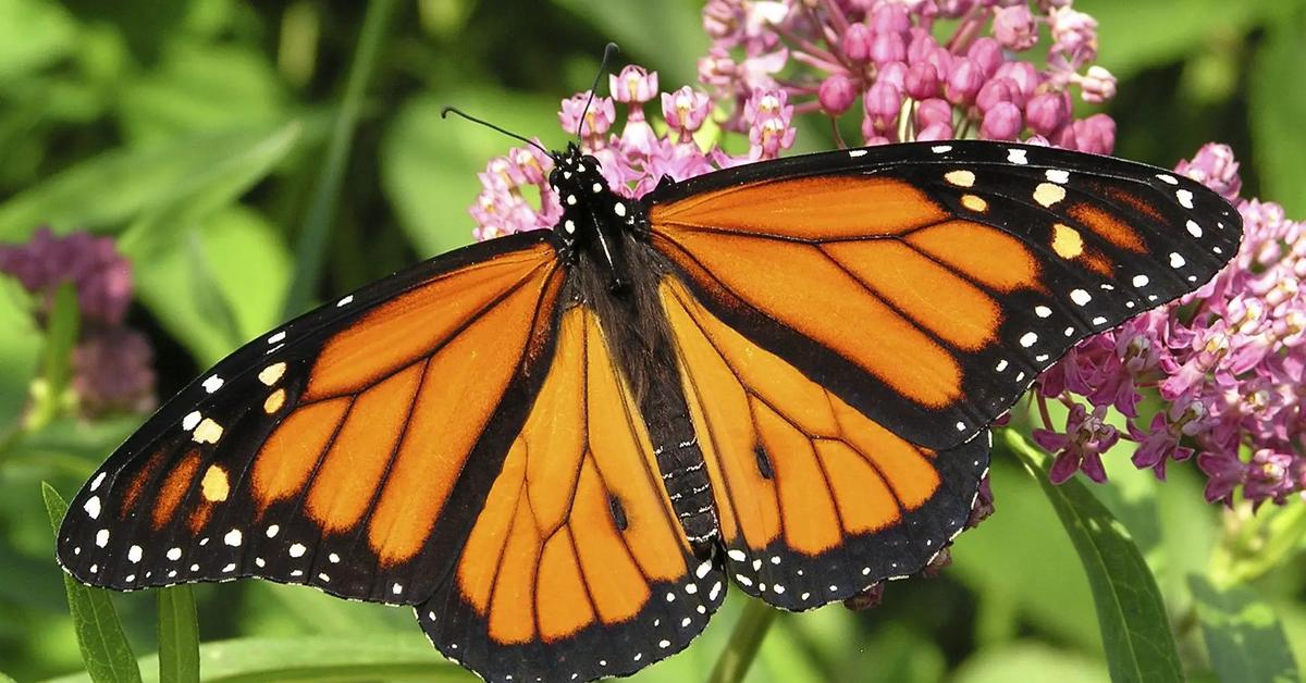 Pictures of Monarch Butterfly