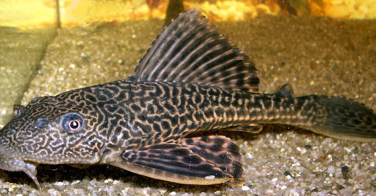 Pictures of Suckerfish