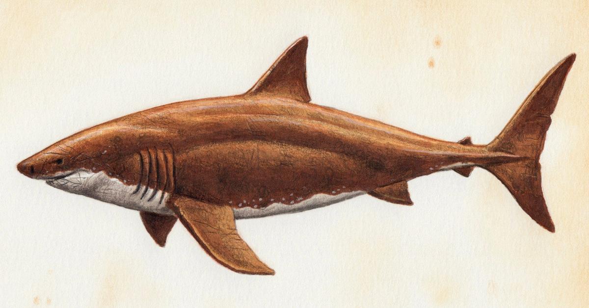 Pictures of Megalodon