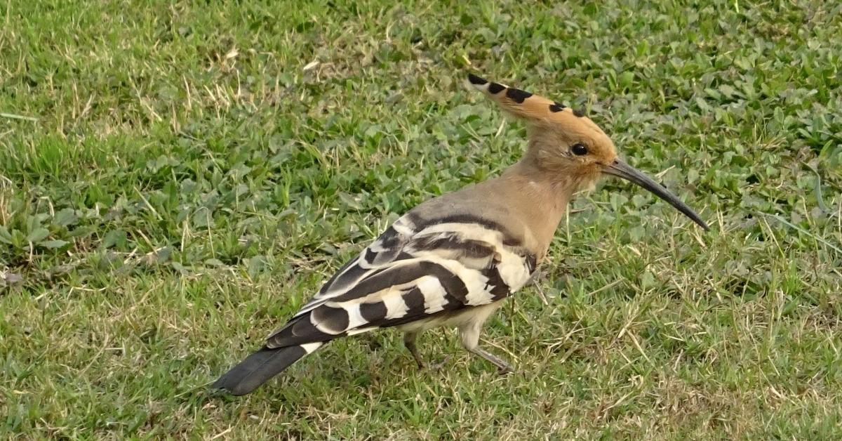 Pictures of Hoopoe