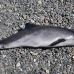 Pictures of Harbor Porpoise