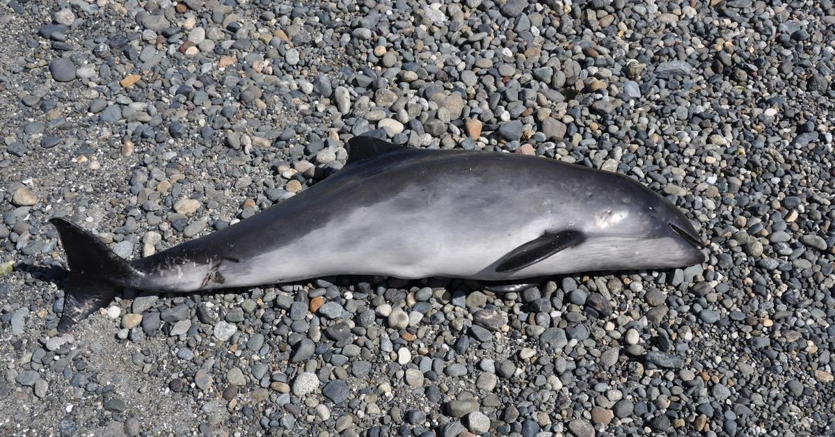 Pictures of Harbor Porpoise