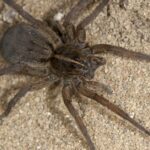 Pictures of Wolf Spider