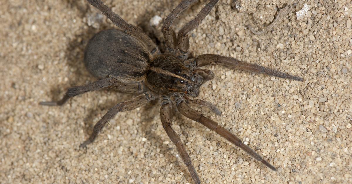 Pictures of Wolf Spider