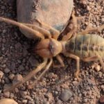 Pictures of Camel Spider