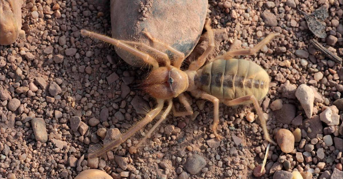 Pictures of Camel Spider