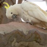 Pictures of Cockatoo