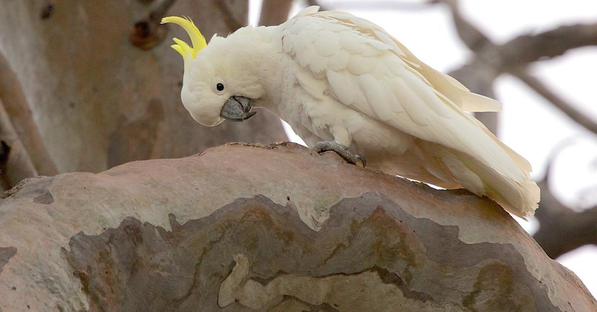 Pictures of Cockatoo