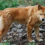 Pictures of Dingo