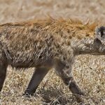 Pictures of Hyena