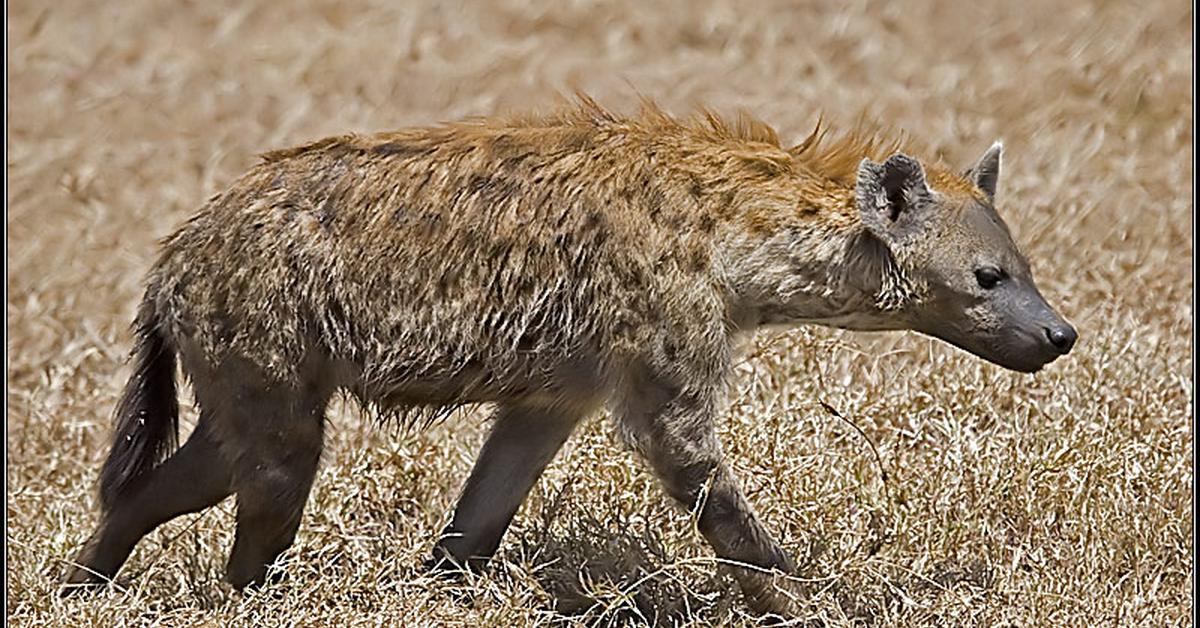 Pictures of Hyena