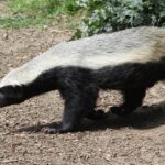 Pictures of Honey Badger