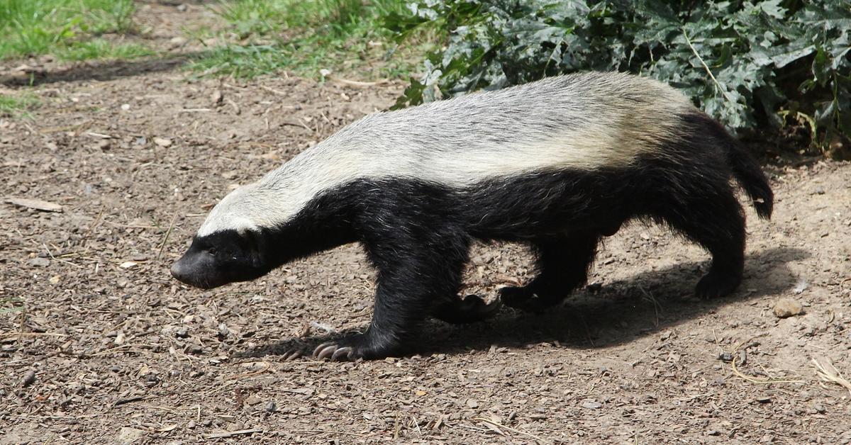 Pictures of Honey Badger