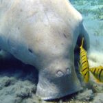 Pictures of Dugong