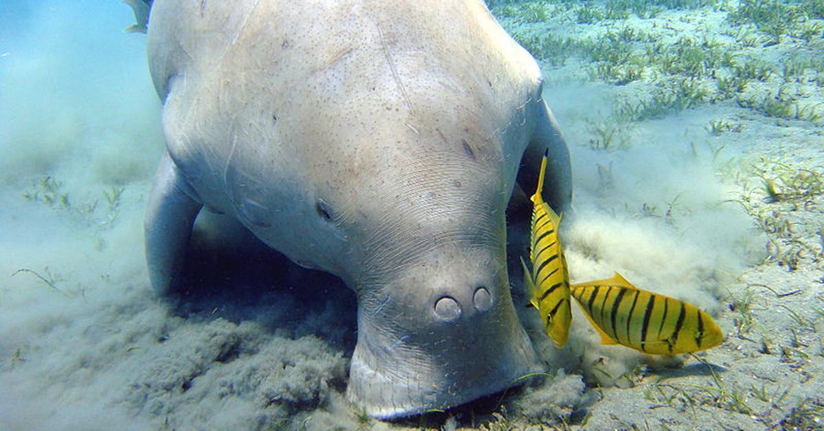 Pictures of Dugong