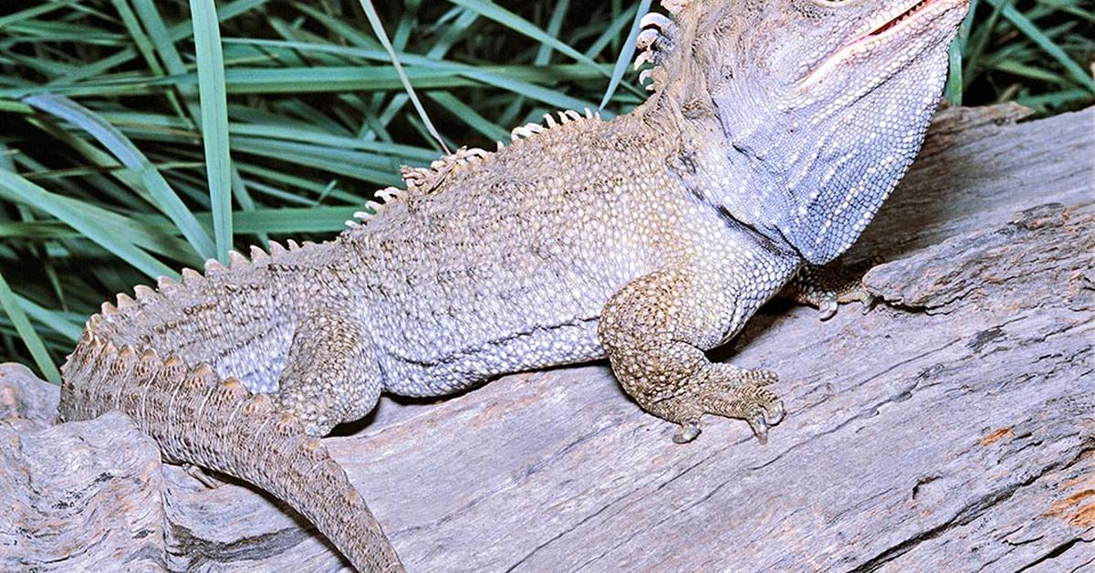 Pictures of Tuatara