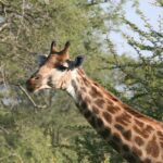 Pictures of Giraffe