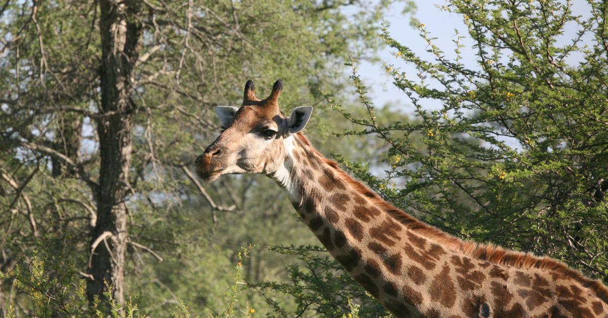 Pictures of Giraffe