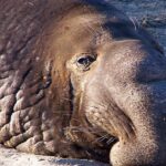 Pictures of Elephant Seal