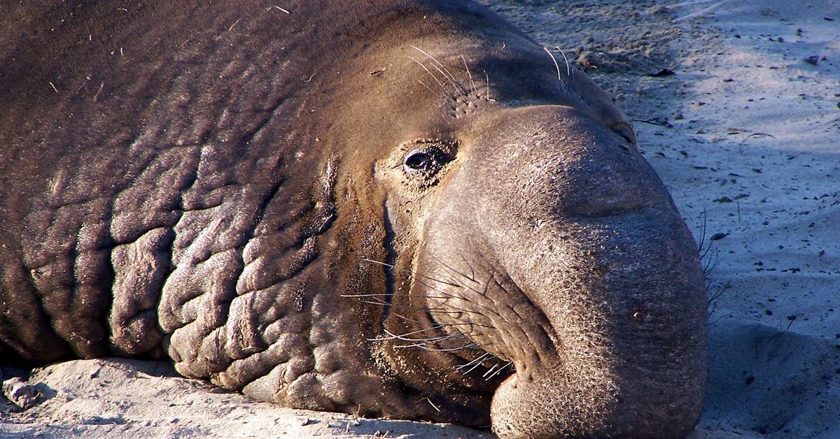 Pictures of Elephant Seal