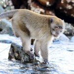 Pictures of Crab-Eating Macaque