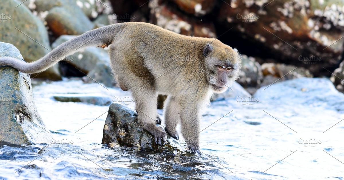 Pictures of Crab-Eating Macaque