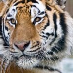 Pictures of Siberian Tiger