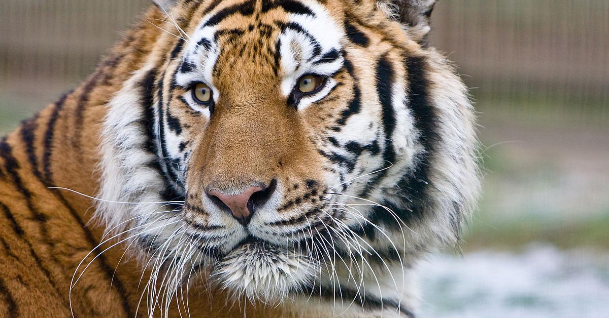 Pictures of Siberian Tiger