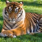 Pictures of Bengal Tiger