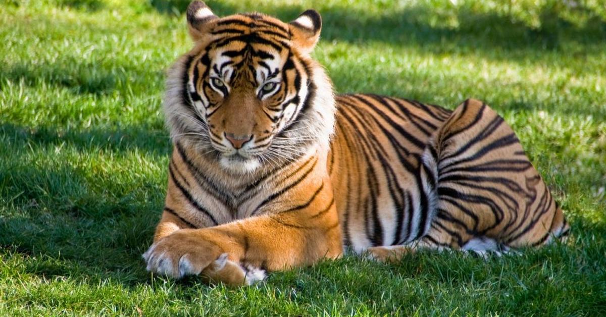 Pictures of Bengal Tiger