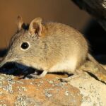 Pictures of Elephant Shrew