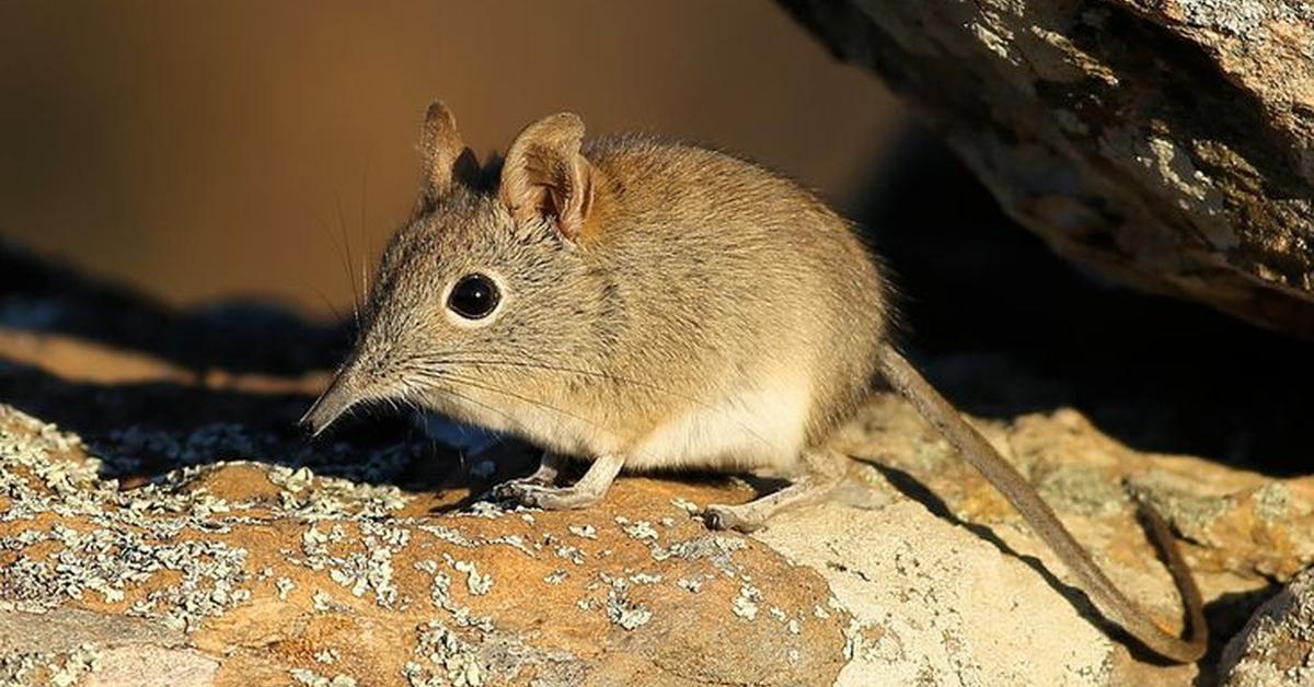 Pictures of Elephant Shrew