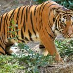 Pictures of Malayan Tiger