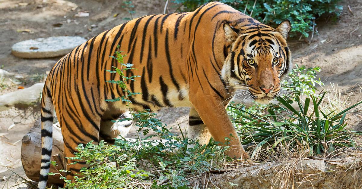 Pictures of Malayan Tiger