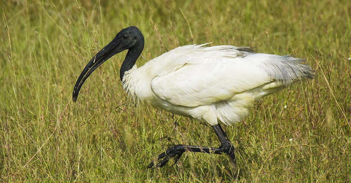 Pictures of Ibis