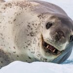 Pictures of Leopard Seal