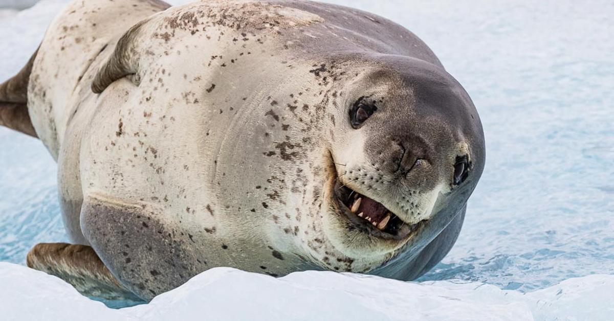 Pictures of Leopard Seal