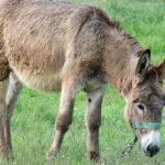 Pictures of Donkey